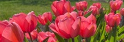 maj tulips